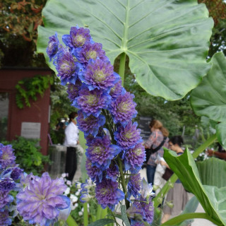 Plantes Vivaces DELPHINIUM 'Bolero' ® - Pied d'alouette vivace en vente - Pépinière Lepage .