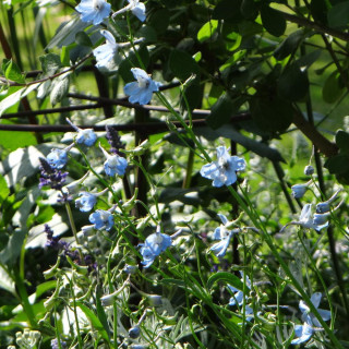 plantes-vivaces-delphinium-cliveden-beauty-belladonna-group-pied-d-alouette-vivace-en-vente-pepiniere-lepage-