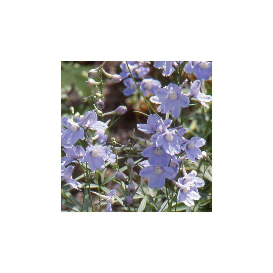 plantes-vivaces-delphinium-cliveden-beauty-belladonna-group-pied-d-alouette-vivace-en-vente-pepiniere-lepage-