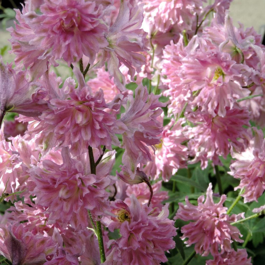 Plantes Vivaces DELPHINIUM 'Flamenco' ® - Pied d'alouette vivace en vente - Pépinière Lepage .