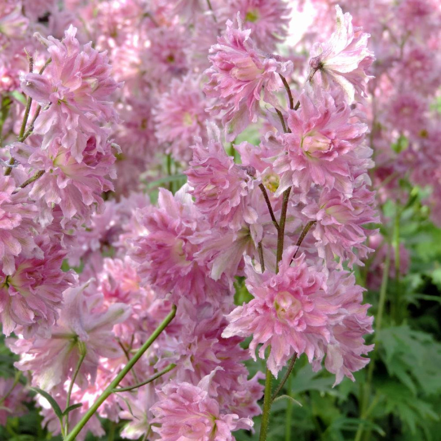 Plantes Vivaces DELPHINIUM 'Flamenco' ® - Pied d'alouette vivace en vente - Pépinière Lepage .