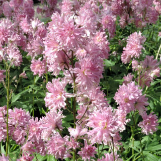 Plantes Vivaces DELPHINIUM 'Flamenco' ® - Pied d'alouette vivace en vente - Pépinière Lepage .