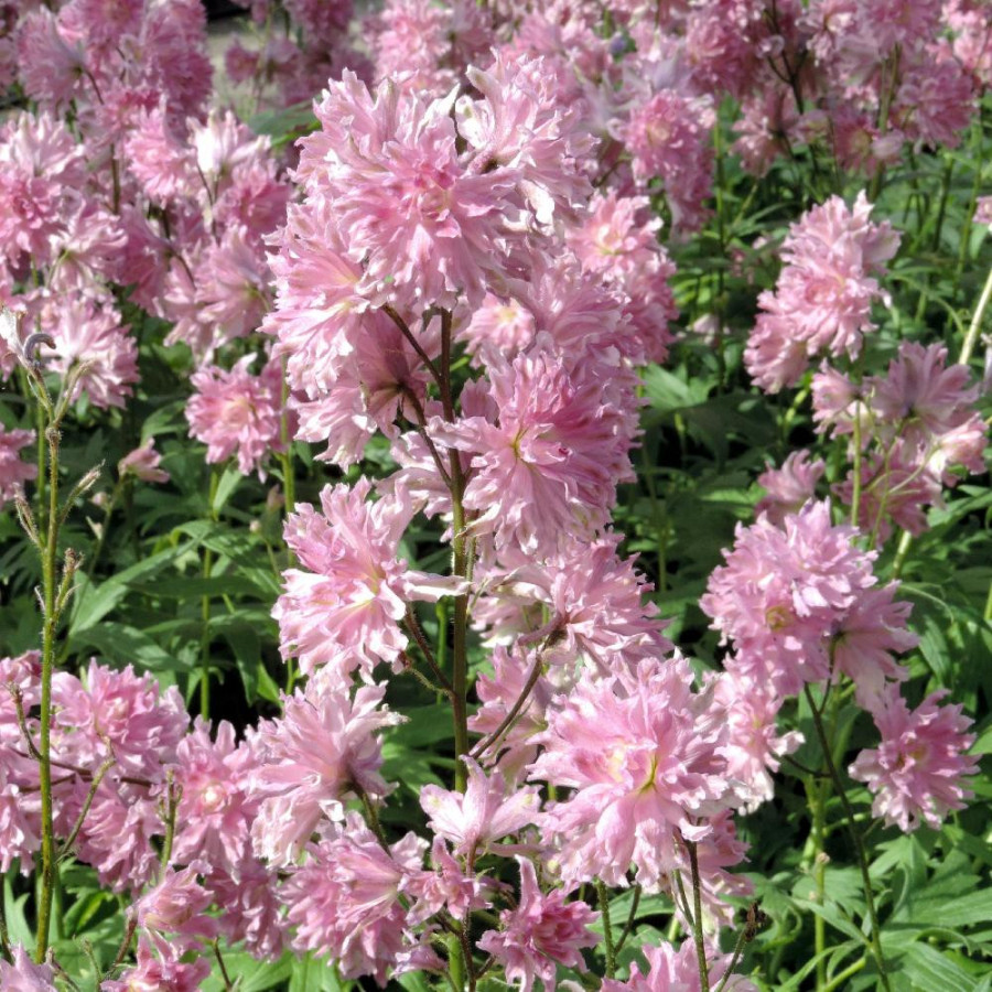 Plantes Vivaces DELPHINIUM 'Flamenco' ® - Pied d'alouette vivace en vente - Pépinière Lepage .