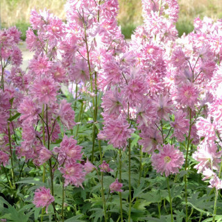 Plantes Vivaces DELPHINIUM 'Flamenco' ® - Pied d'alouette vivace en vente - Pépinière Lepage .