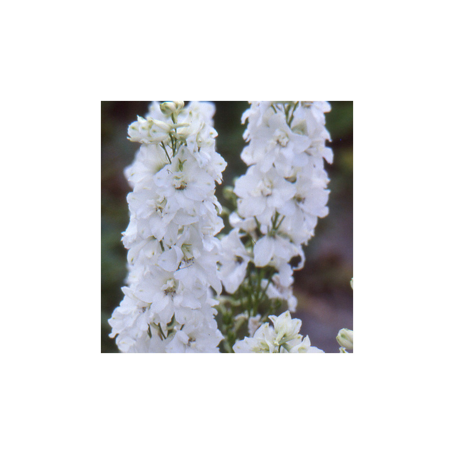 Plantes Vivaces DELPHINIUM 'Galahad' (Pacific Giant Group) - Pied d'alouette vivace en vente - Pépinière Lepage .