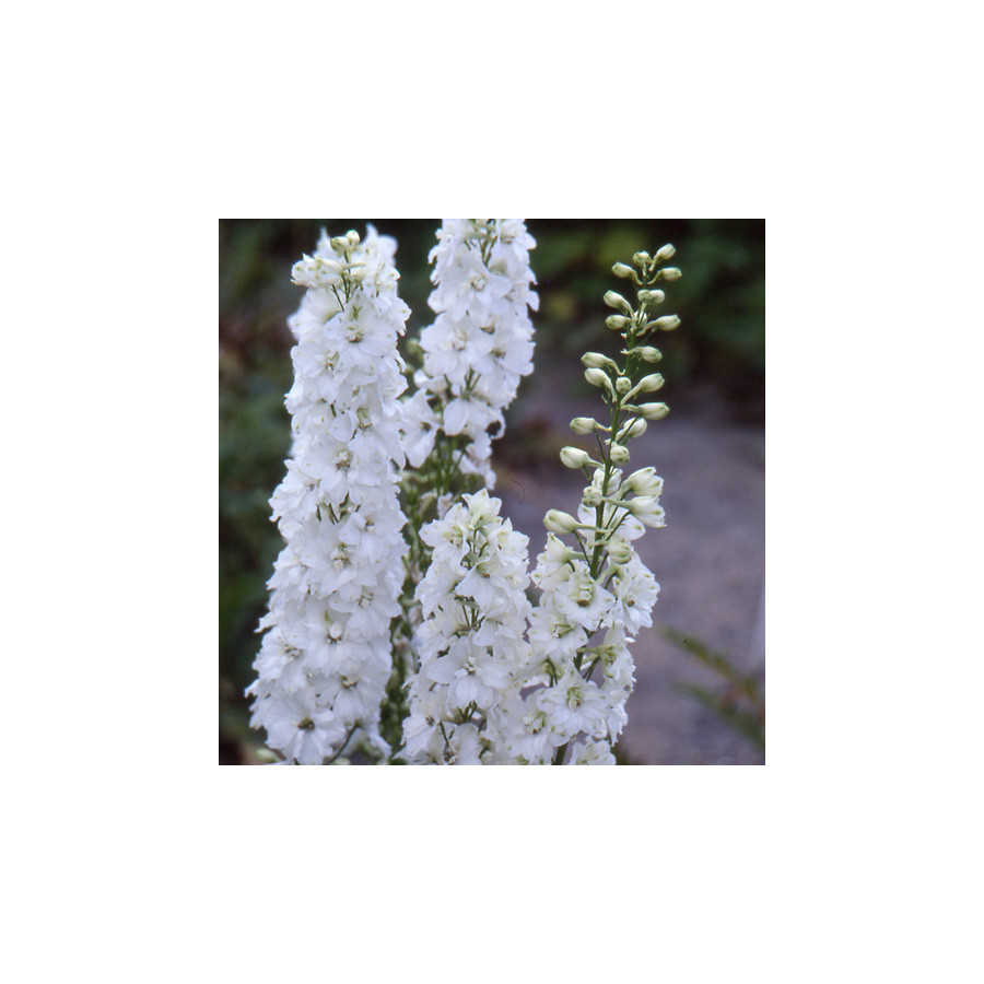 Plantes Vivaces DELPHINIUM 'Galahad' (Pacific Giant Group) - Pied d'alouette vivace en vente - Pépinière Lepage .