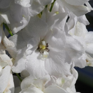Plantes Vivaces DELPHINIUM 'Galahad' (Pacific Giant Group) - Pied d'alouette vivace en vente - Pépinière Lepage .