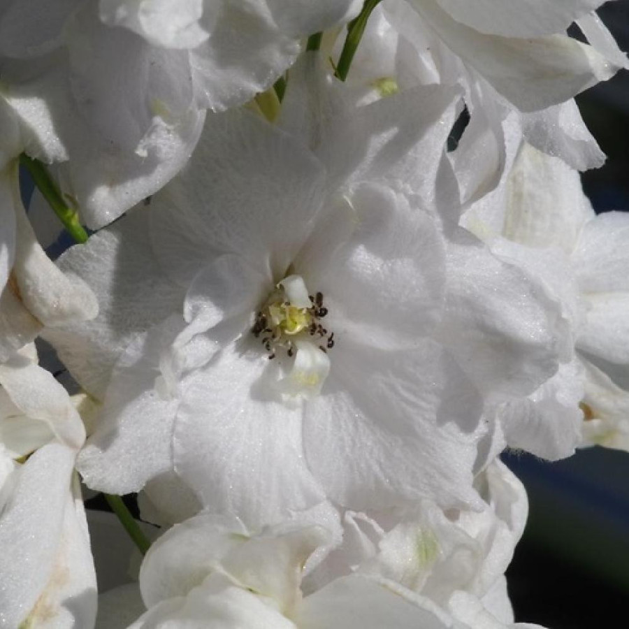 Plantes Vivaces DELPHINIUM 'Galahad' (Pacific Giant Group) - Pied d'alouette vivace en vente - Pépinière Lepage .