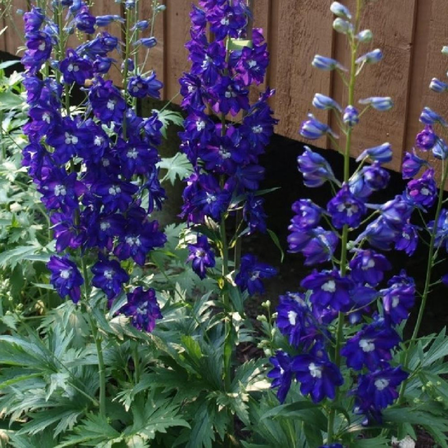 Plantes Vivaces DELPHINIUM 'King Arthur' (Pacific Giant Group) - Pied d'alouette vivace en vente - Pépinière Lepage .
