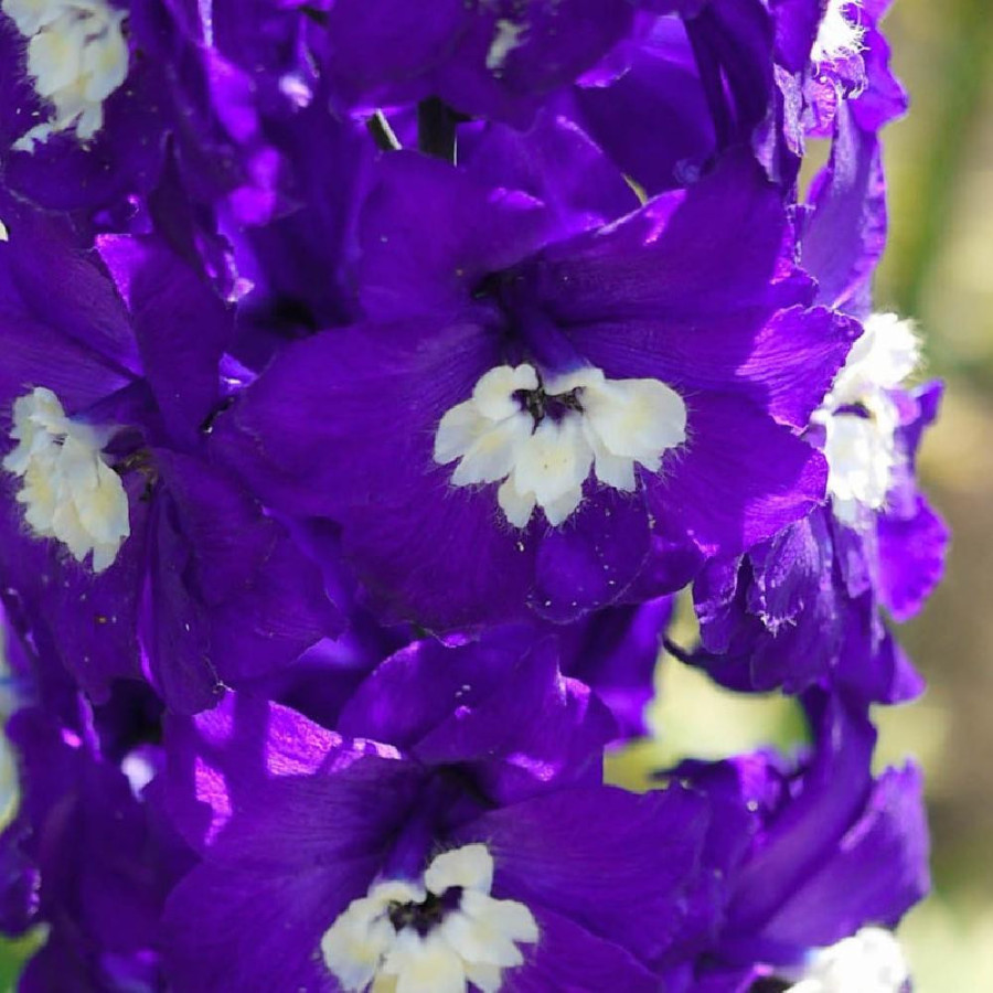 Plantes Vivaces DELPHINIUM 'King Arthur' (Pacific Giant Group) - Pied d'alouette vivace en vente - Pépinière Lepage .