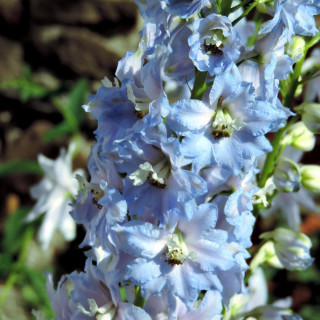 plantes-vivaces-delphinium-summer-skies-pacific-giant-group-pied-d-alouette-vivace-en-vente-pepiniere-lepage-
