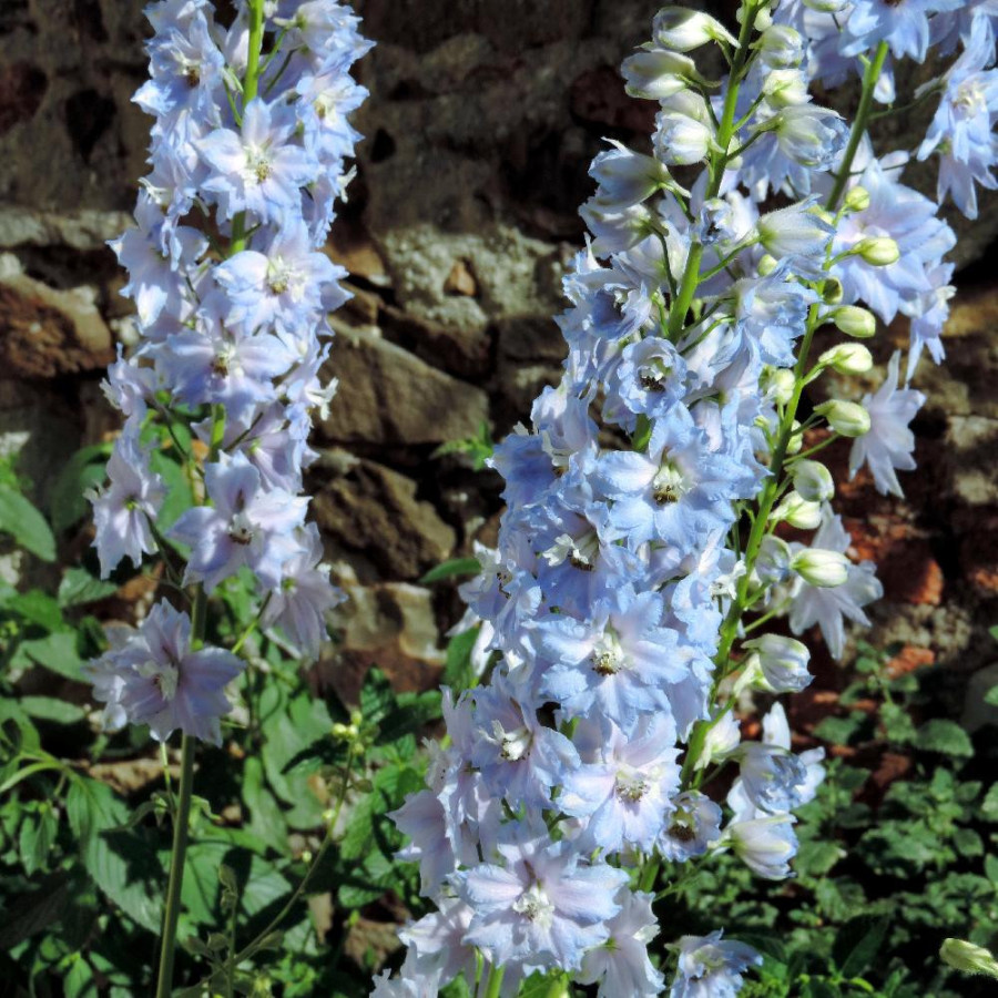 Plantes Vivaces DELPHINIUM 'Summer Skies' (Pacific Giant Group) - Pied d'alouette vivace en vente - Pépinière Lepage .