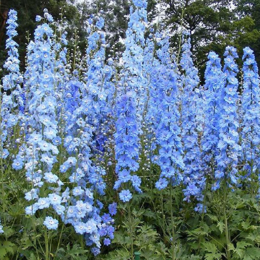 Plantes Vivaces DELPHINIUM 'Summer Skies' (Pacific Giant Group) - Pied d'alouette vivace en vente - Pépinière Lepage .
