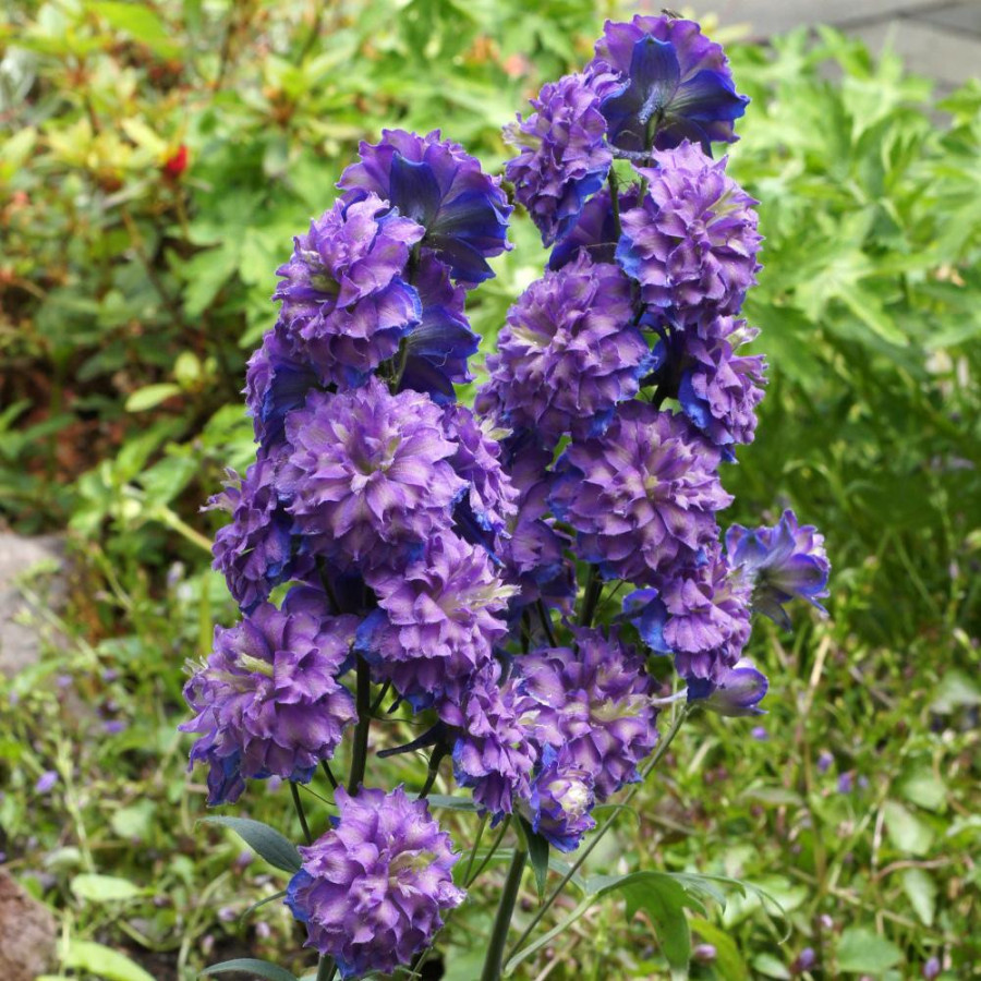 Plantes Vivaces DELPHINIUM 'Sweet Sensation' ® - Pied d'alouette vivace en vente - Pépinière Lepage .