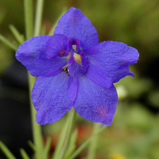 plantes-vivaces-delphinium-grandiflorum-sinense-pied-d-alouette-vivace-en-vente-pepiniere-lepage-