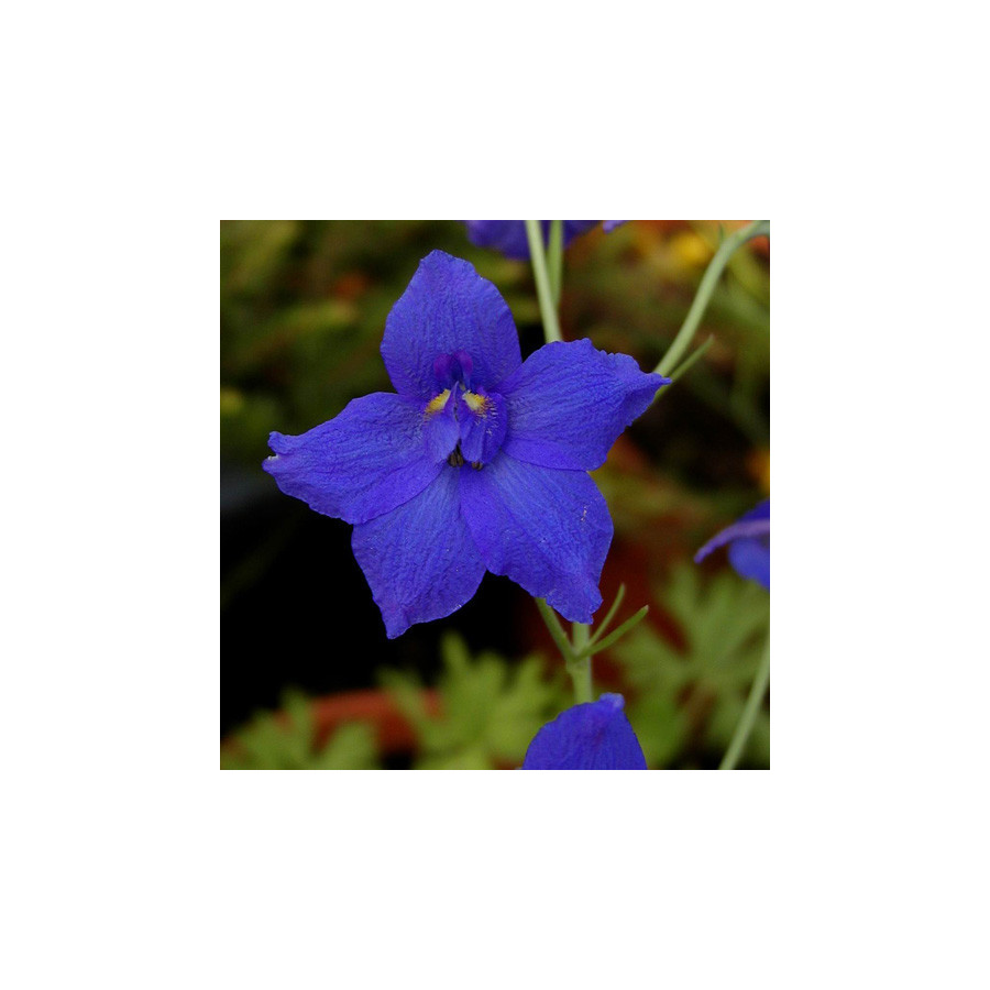 Plantes Vivaces DELPHINIUM grandiflorum (sinense) - Pied d'alouette vivace en vente - Pépinière Lepage .