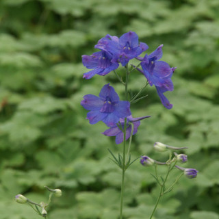 Plantes Vivaces DELPHINIUM grandiflorum (sinense) - Pied d'alouette vivace en vente - Pépinière Lepage .