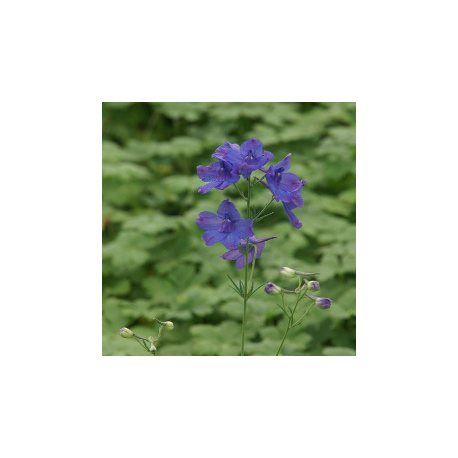Plantes Vivaces DELPHINIUM grandiflorum (sinense) - Pied d'alouette vivace en vente - Pépinière Lepage .