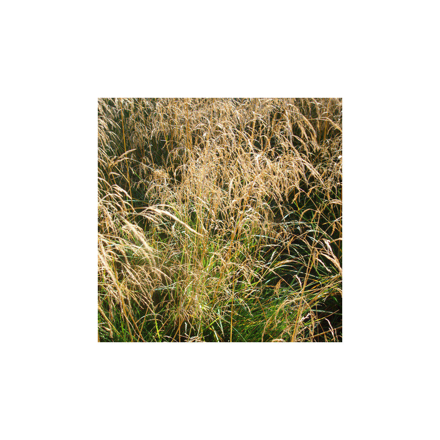 Plantes Vivaces DESCHAMPSIA cespitosa 'Goldtau' - Canche cespiteuse en vente - Pépinière Lepage .