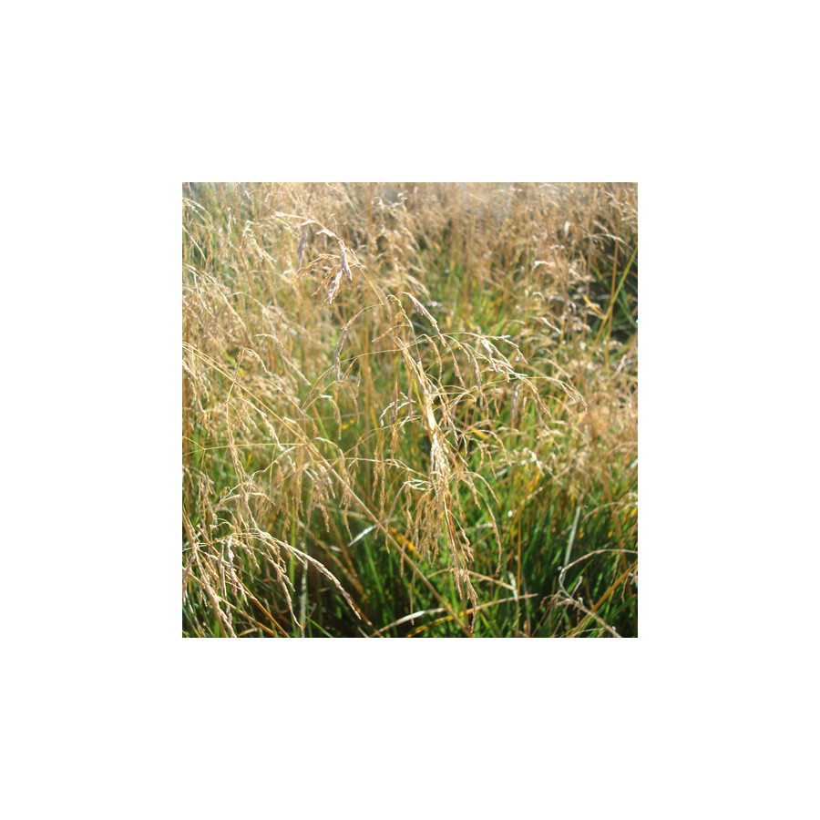 Plantes Vivaces DESCHAMPSIA cespitosa 'Goldtau' - Canche cespiteuse en vente - Pépinière Lepage .