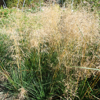 Plantes Vivaces DESCHAMPSIA cespitosa 'Goldtau' - Canche cespiteuse en vente - Pépinière Lepage .