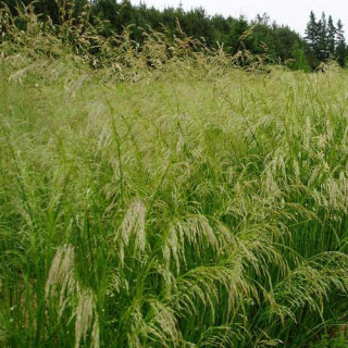 plantes-vivaces-deschampsia-cespitosa-tautrager-canche-cespiteuse-en-vente-pepiniere-lepage-