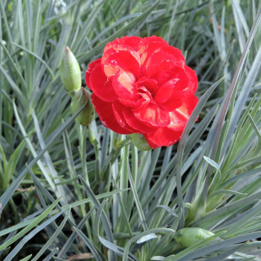 Plantes Vivaces DIANTHUS 'David' (Plumarius Group) - Oeillet mignardise en vente - Pépinière Lepage .