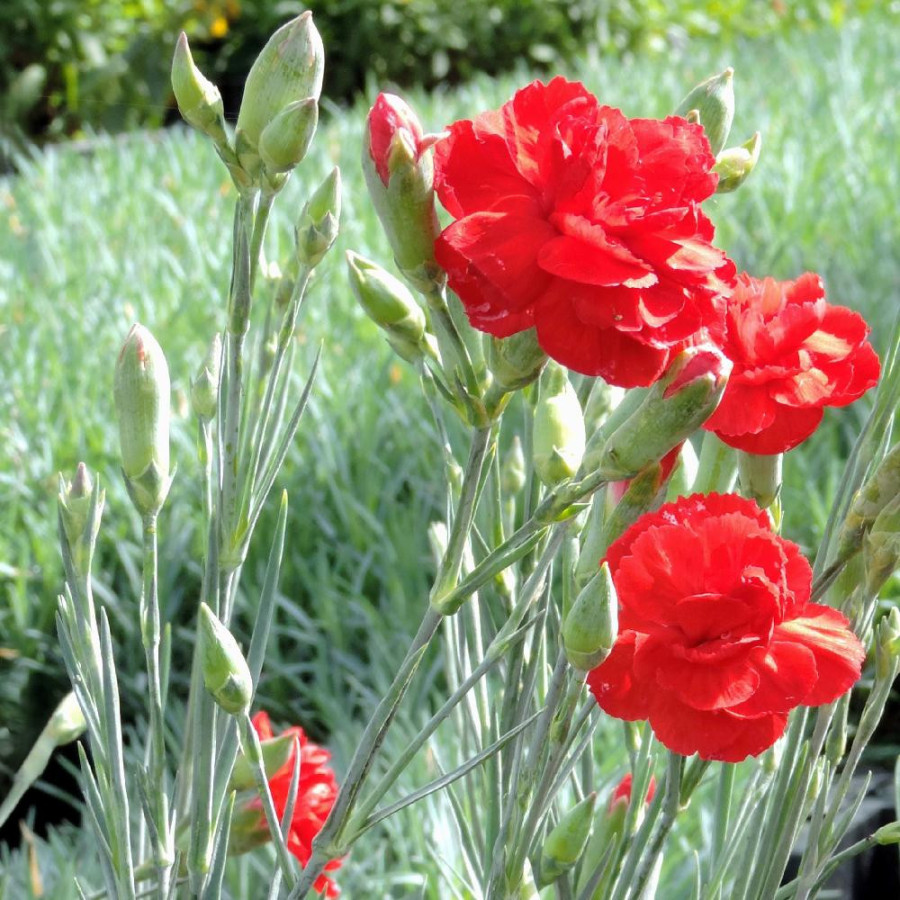 Plantes Vivaces DIANTHUS 'David' (Plumarius Group) - Oeillet mignardise en vente - Pépinière Lepage .