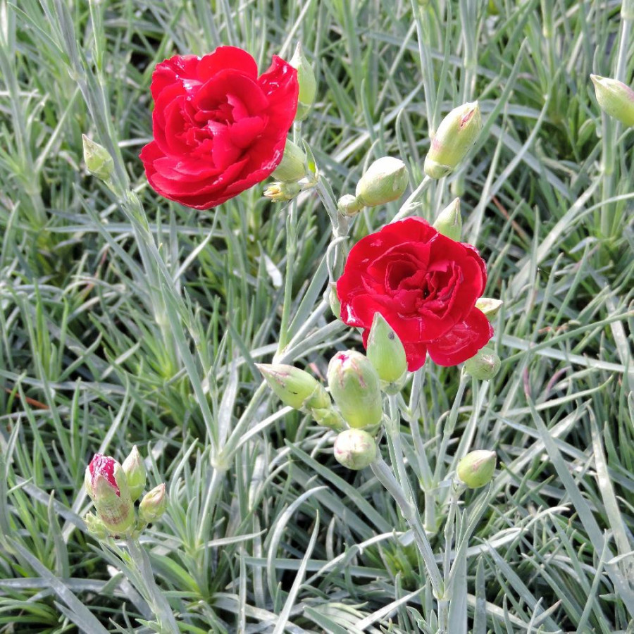 plantes-vivaces-dianthus-desmond-plumarius-group-oeillet-mignardise-en-vente-pepiniere-lepage-