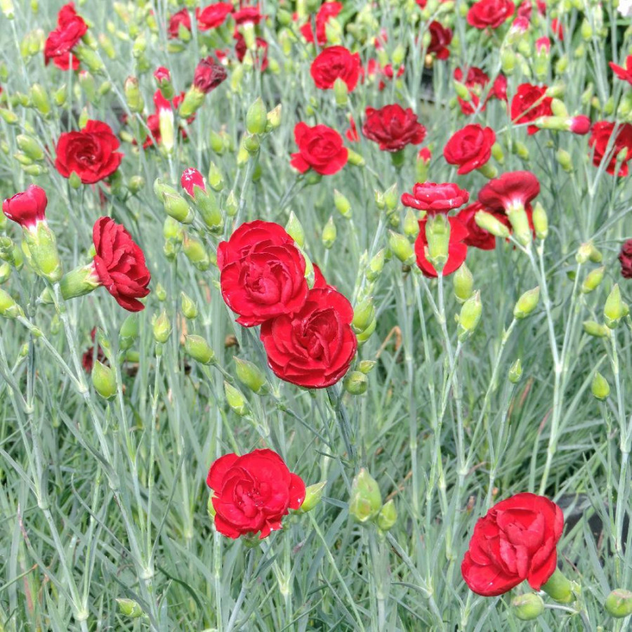 plantes-vivaces-dianthus-desmond-plumarius-group-oeillet-mignardise-en-vente-pepiniere-lepage-