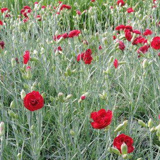 plantes-vivaces-dianthus-desmond-plumarius-group-oeillet-mignardise-en-vente-pepiniere-lepage-