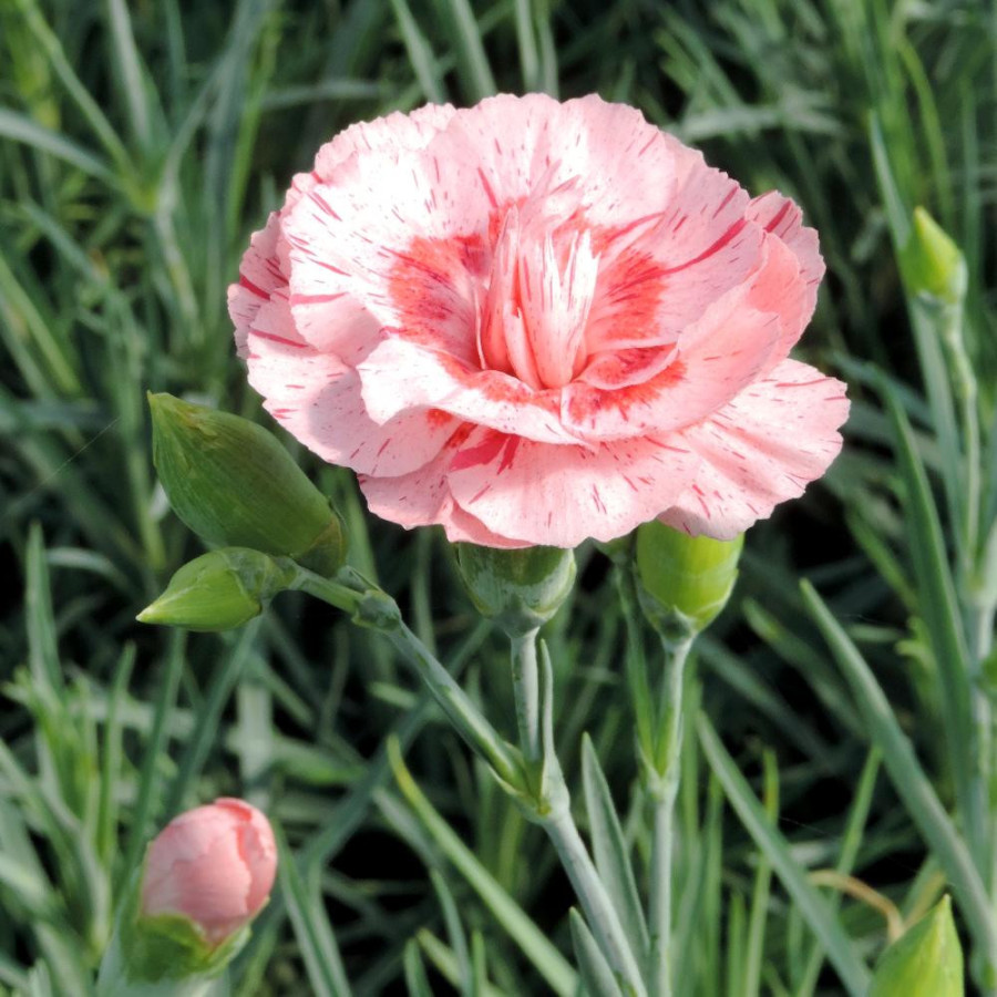 Plantes Vivaces DIANTHUS 'Doris' (Plumarius Group) - Oeillet mignardise en vente - Pépinière Lepage .