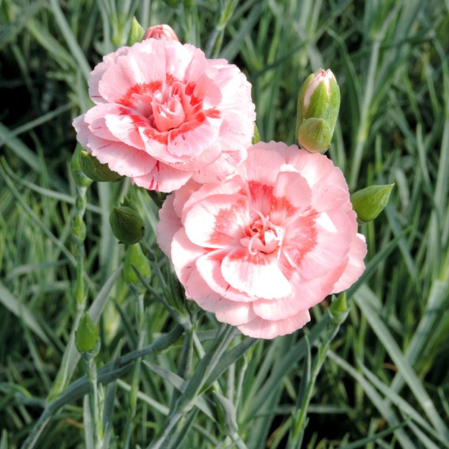 Plantes Vivaces DIANTHUS 'Doris' (Plumarius Group) - Oeillet mignardise en vente - Pépinière Lepage .
