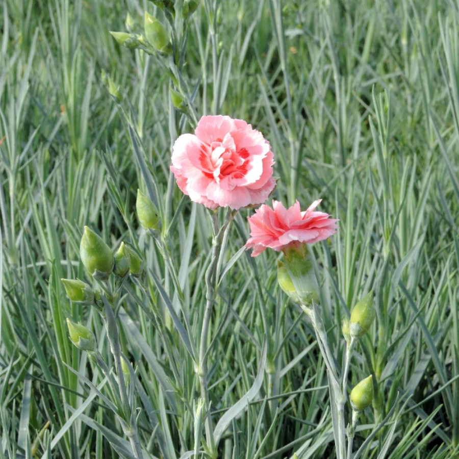 Plantes Vivaces DIANTHUS 'Doris' (Plumarius Group) - Oeillet mignardise en vente - Pépinière Lepage .