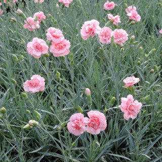 Plantes Vivaces DIANTHUS 'Doris' (Plumarius Group) - Oeillet mignardise en vente - Pépinière Lepage .