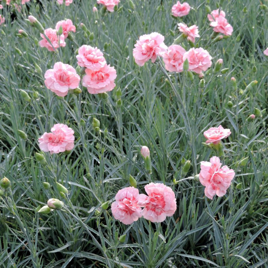 Plantes Vivaces DIANTHUS 'Doris' (Plumarius Group) - Oeillet mignardise en vente - Pépinière Lepage .