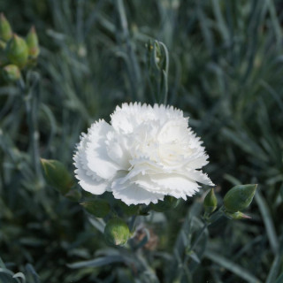 plantes-vivaces-dianthus-haytor-white-plumarius-group-oeillet-mignardise-en-vente-pepiniere-lepage-