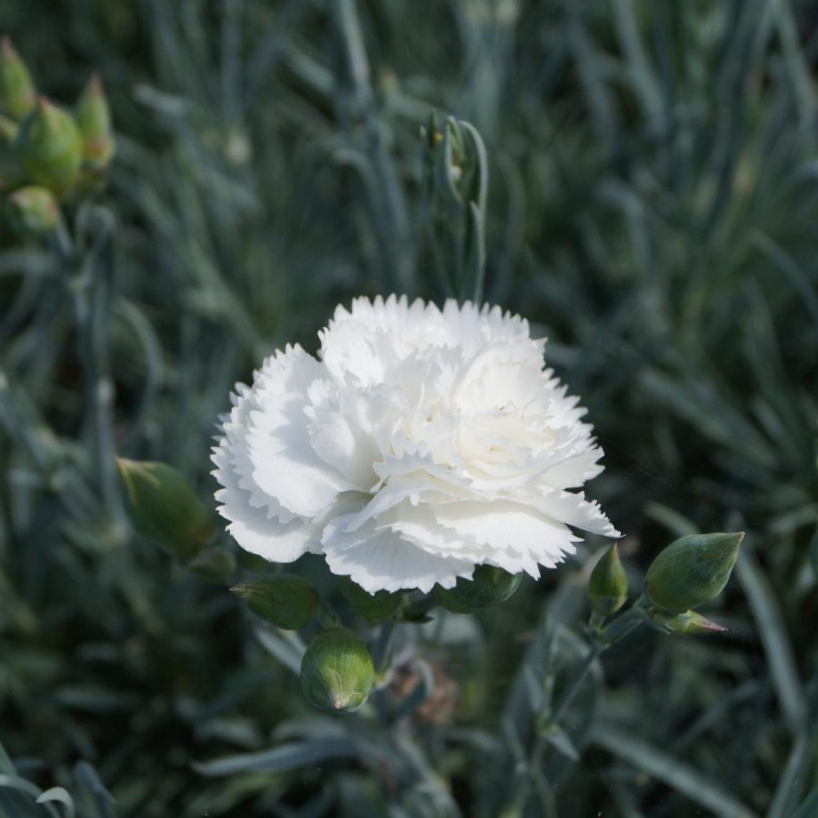 Plantes Vivaces DIANTHUS 'Haytor White' (Plumarius Group) - Oeillet mignardise en vente - Pépinière Lepage .