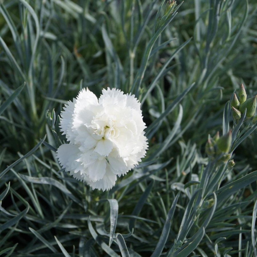 Plantes Vivaces DIANTHUS 'Haytor White' (Plumarius Group) - Oeillet mignardise en vente - Pépinière Lepage .
