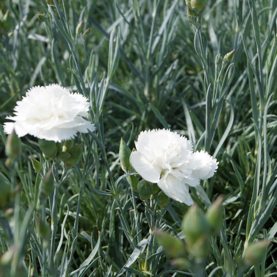 Plantes Vivaces DIANTHUS 'Haytor White' (Plumarius Group) - Oeillet mignardise en vente - Pépinière Lepage .