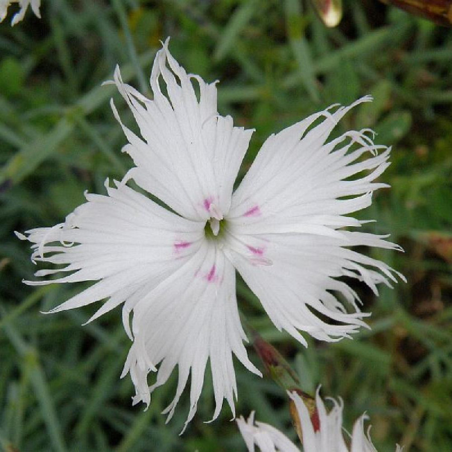 Plantes Vivaces DIANTHUS anatolicus - Oeillet d'Anatolie en vente - Pépinière Lepage .