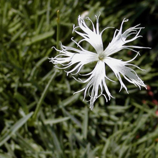 plantes-vivaces-dianthus-arenarius-oeillet-des-sables-en-vente-pepiniere-lepage-