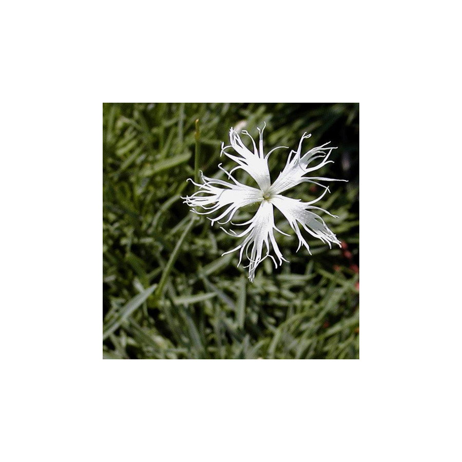 plantes-vivaces-dianthus-arenarius-oeillet-des-sables-en-vente-pepiniere-lepage-