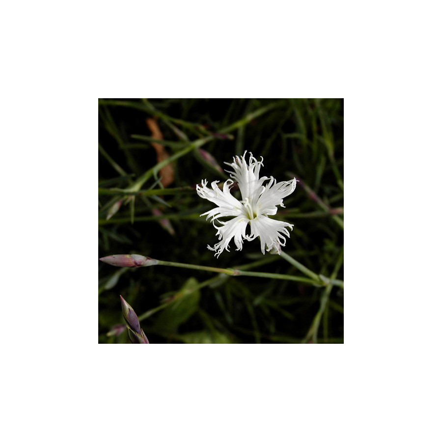 plantes-vivaces-dianthus-arenarius-oeillet-des-sables-en-vente-pepiniere-lepage-