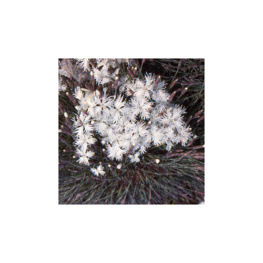 plantes-vivaces-dianthus-arenarius-oeillet-des-sables-en-vente-pepiniere-lepage-