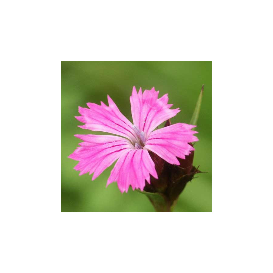 Plantes Vivaces DIANTHUS carthusianorum - Oeillet des chartreux en vente - Pépinière Lepage .