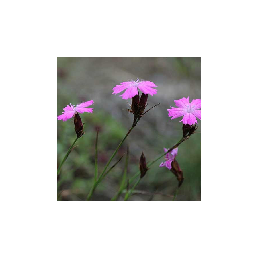 Plantes Vivaces DIANTHUS carthusianorum - Oeillet des chartreux en vente - Pépinière Lepage .