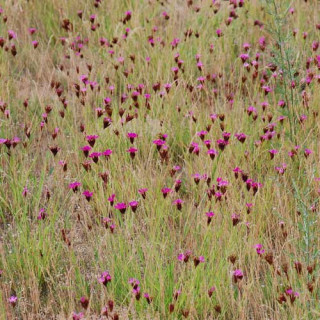 Plantes Vivaces DIANTHUS carthusianorum - Oeillet des chartreux en vente - Pépinière Lepage .