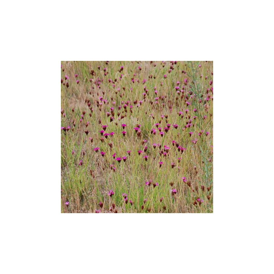 Plantes Vivaces DIANTHUS carthusianorum - Oeillet des chartreux en vente - Pépinière Lepage .