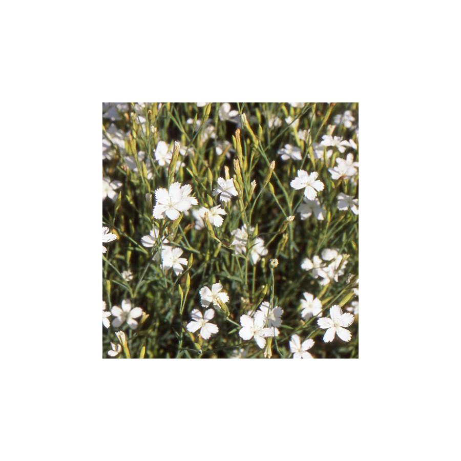 Plantes Vivaces DIANTHUS deltoides 'Albus' - Oeillet à delta en vente - Pépinière Lepage .